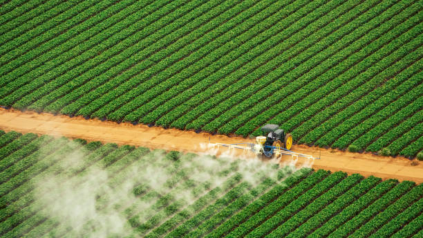 Best Pest Removal Services  in Swartz, LA